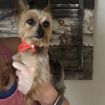 Jenny Sue's Pet Grooming - Summer haircut for our furry, little guy! - Pet Groomers Near Me - Conroe, Texas Jenny Sue's Pet Grooming - Summer haircut for our furry, little guy! - Pet Groomers Near Me - Conroe, Texas