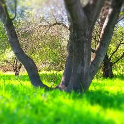 Stock Ranch Nature Preserve - Along the elevated boardwalk trail.