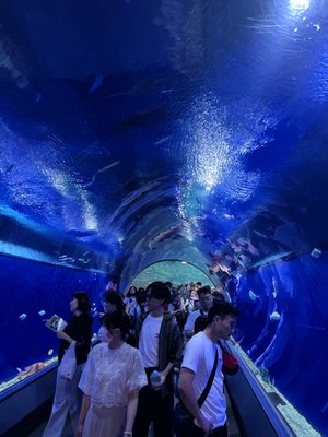 Osaka Aquarium Kaiyukan by null
