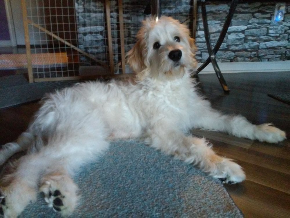 BEST FRIENDS GROOMING Updated September 2024 57 Commerce Dr