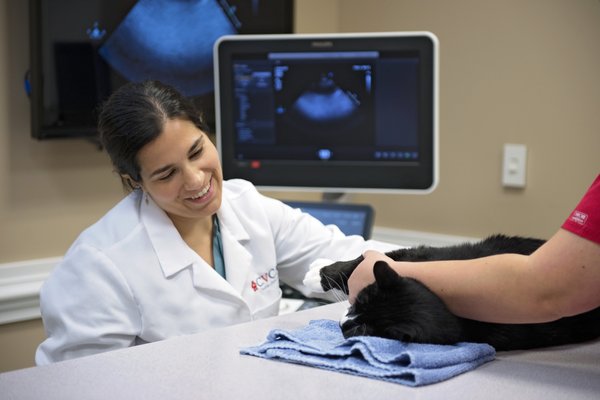 Cvca Cardiac Care For Pets
