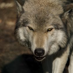Lakota Wolf Preserve - Friendlier Than I Look