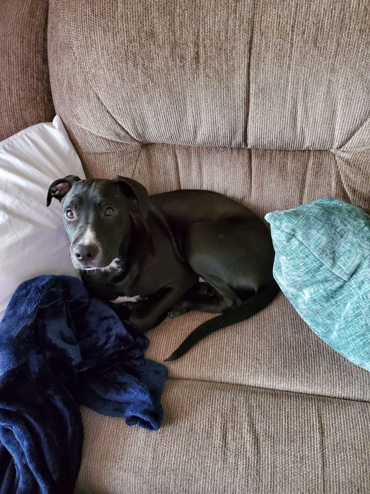 BLACK DOG CLUB 29 Photos 1000 Freedom Rd, Smithfield, North