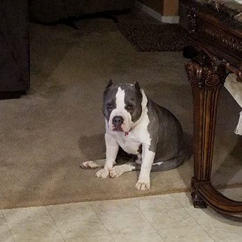 The Barking Lot - Our babies, thank you TBL for two blessings!!!! - Animal Shelters Near Me - Ramona, California The Barking Lot - Our babies, thank you TBL for two blessings!!!! - Animal Shelters Near Me - Ramona, California