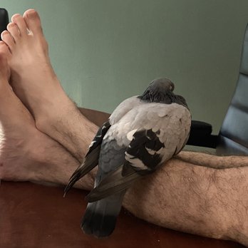 Winter Park Veterinary Hospital - After Pidgie came home, he laid down on my husbands legs. i have NEVER seen my bird so relaxed! - Veterinarians Near Me - Winter Park, Florida Winter Park Veterinary Hospital - After Pidgie came home, he laid down on my husbands legs. i have NEVER seen my bird so relaxed! - Veterinarians Near Me - Winter Park, Florida