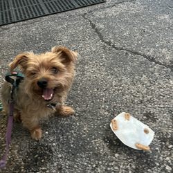Fizzy Bees Cafe - Dog Sno