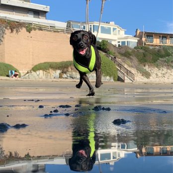 Cayucos Beach Inn - Enzo enjoying Cayucos Beach while staying at Cayucos Beach Inn - Hotels Near Me - Cayucos, California Cayucos Beach Inn - Enzo enjoying Cayucos Beach while staying at Cayucos Beach Inn - Hotels Near Me - Cayucos, California