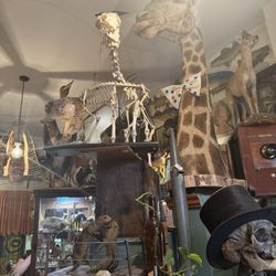 Woolly Mammoth Antiques, Oddities & Resale
