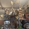 Woolly Mammoth Antiques, Oddities & Resale gift card
