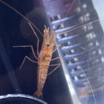 Nemo & Friends Aquariums - Peppermint shrimp - Local Fish Stores Near Me - Houston, Texas Nemo & Friends Aquariums - Peppermint shrimp - Local Fish Stores Near Me - Houston, Texas