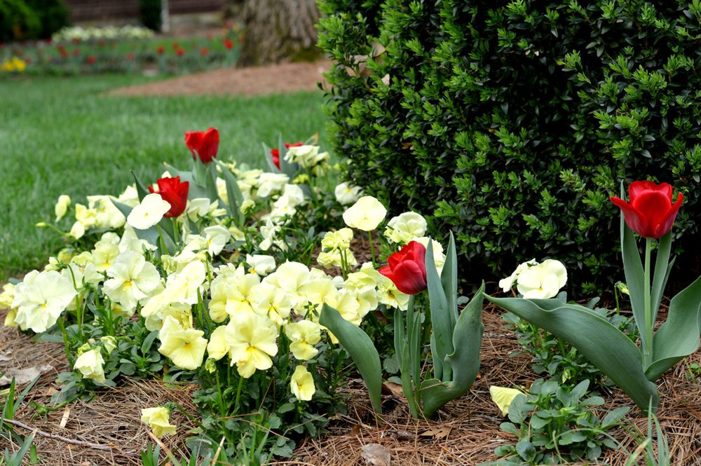 Goodin Lawncare - tree service in Nashville, TN