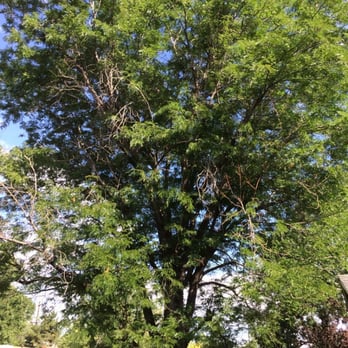 Willstrees - Before trim - Tree Services Near Me - Denver, Colorado