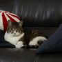 Pet Street Veterinary Care Center