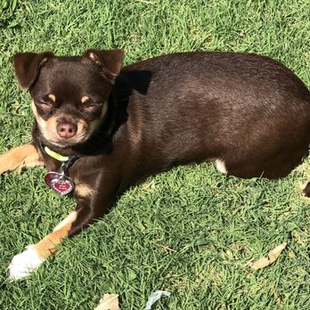 Animal Medical Center - This Star getting some sun. Thanks to Animal Medical Center she's very healthy. - Veterinarians Near Me - Amarillo, Texas Animal Medical Center - This Star getting some sun. Thanks to Animal Medical Center she's very healthy. - Veterinarians Near Me - Amarillo, Texas