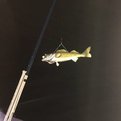 Walleye Drop