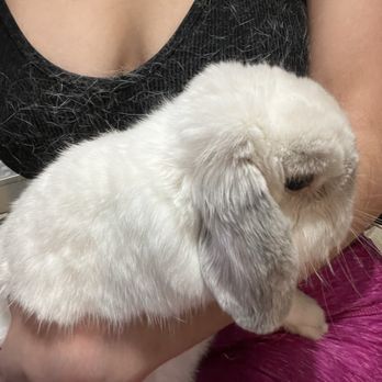 Luxury Pet Pampering Groomer - Pet Groomers Near Me - Antelope, California Luxury Pet Pampering Groomer - Pet Groomers Near Me - Antelope, California