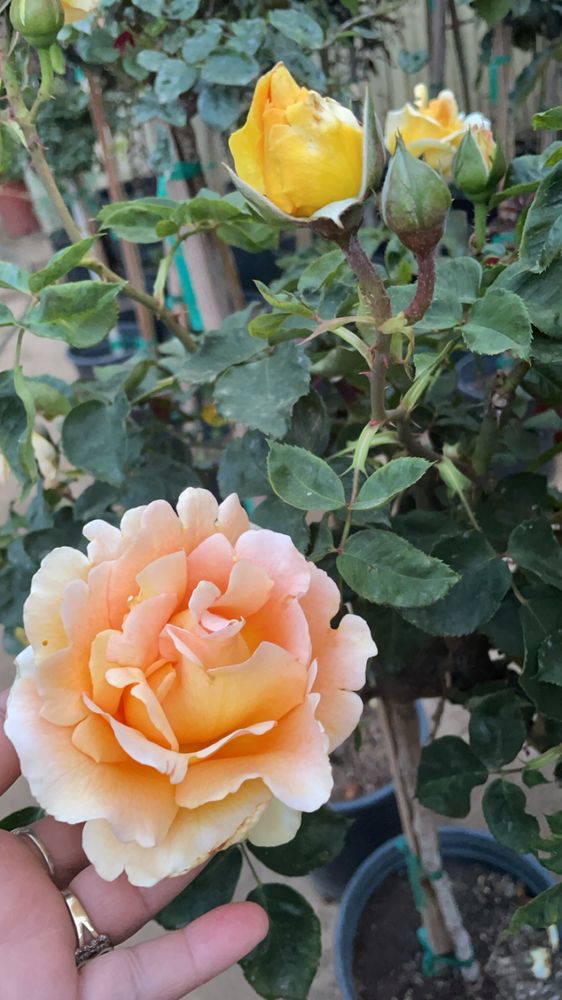 C&J MINI NURSERY Updated May 2024 7416 Crews Rd, Gilroy, California