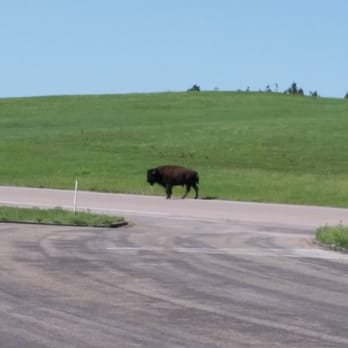 Wind Cave National Park - Buffalo! - Hiking Near Me - Hot Springs, South Dakota Wind Cave National Park - Buffalo! - Hiking Near Me - Hot Springs, South Dakota