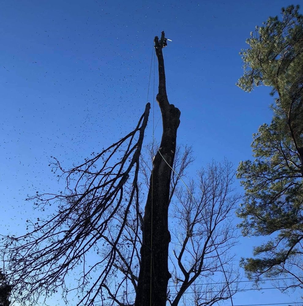 Castillo Tree Services & Landscaping - tree service in Henrico, VA