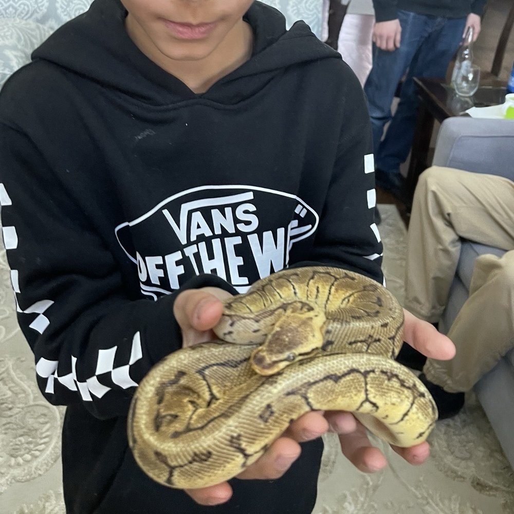 Snake Encounters - Party & Event Planning Near Me Snake Encounters - Party & Event Planning Near Me
