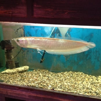 Tom's Tropical Fish - Full size Arowana! - Local Fish Stores Near Me - Long Beach, California Tom's Tropical Fish - Full size Arowana! - Local Fish Stores Near Me - Long Beach, California