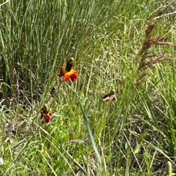 Coalton Trail Head - Coneflower