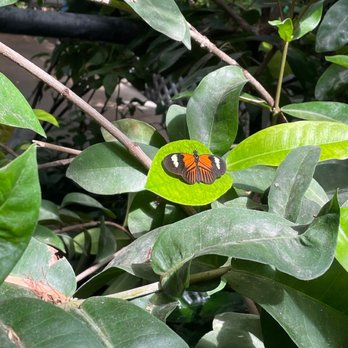 Butterfly Pavilion - Museums Near Me - Westminster, Colorado