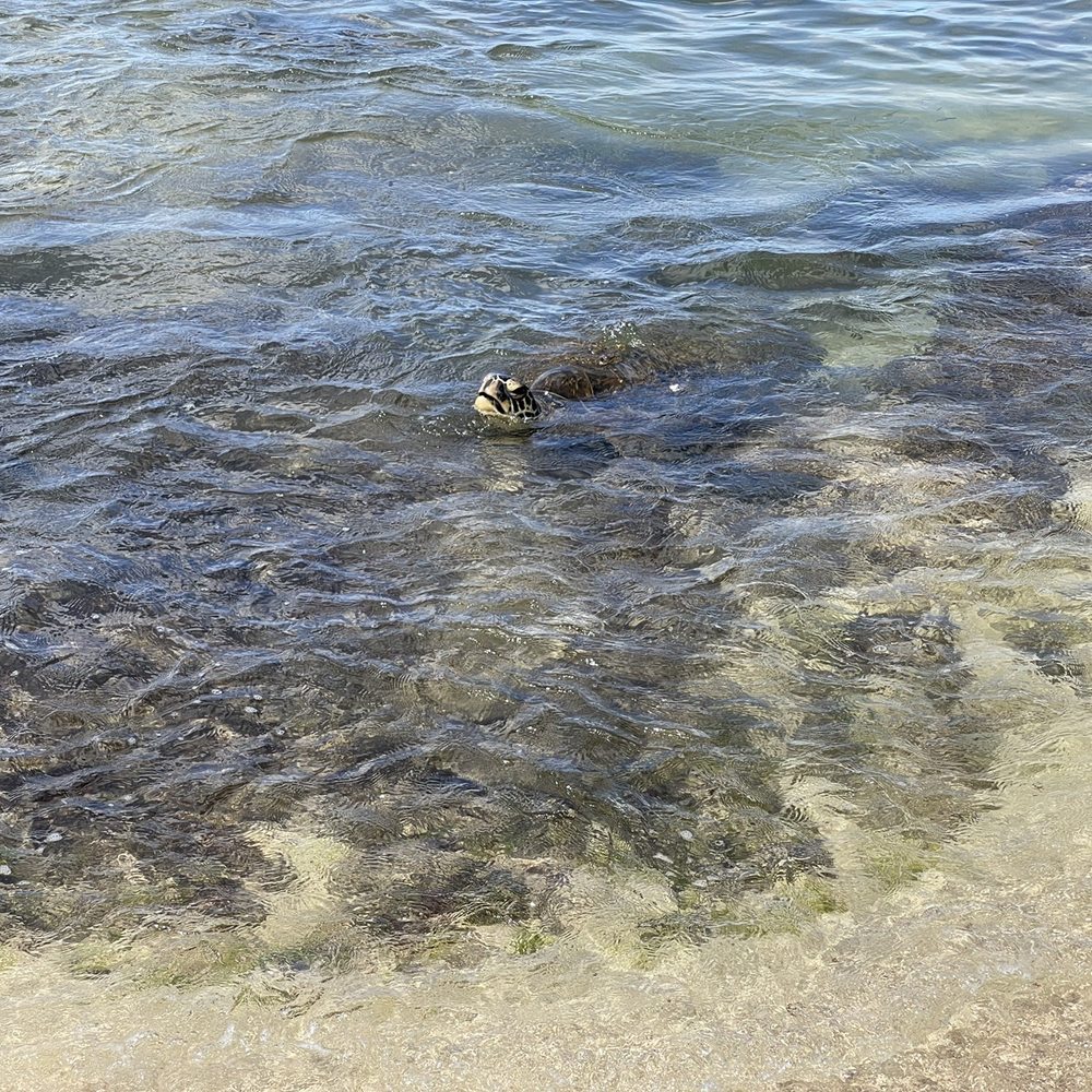 Go Tours Hawaii - Sea turtles - Bus Tours Near Me - Honolulu, Hawaii