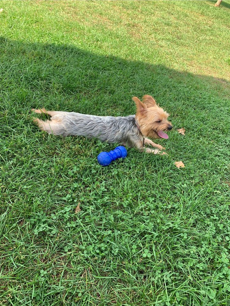 Social spots from Big Rapids Brutus Dog park