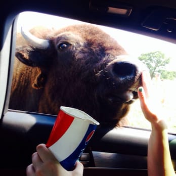 Arbuckle Wilderness - The sweet buffalo that came to greet us. - Zoos Near Me - Davis, Oklahoma