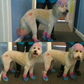 Diggidy Dog Pet Salon - Love giving the dogs color!!! - Pet Groomers Near Me - Roanoke, Texas