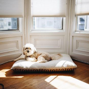 Boise Shade - Honeycomb Shades are the best window covering insulator. Keeping your home cool in the summer and cozy warm in the wintertime. - Shades & Blinds Near Me Boise Shade - Honeycomb Shades are the best window covering insulator. Keeping your home cool in the summer and cozy warm in the wintertime. - Shades & Blinds Near Me