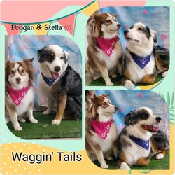 Waggin' Tails - Brogan and Stella