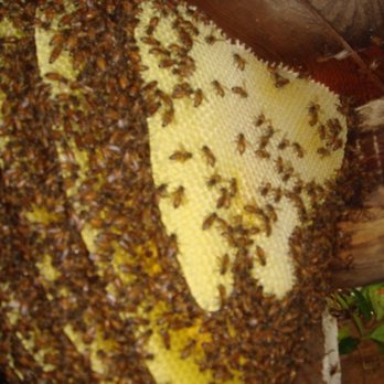 A Beeman - Swarm in the attic - Pest Control Near Me A Beeman - Swarm in the attic - Pest Control Near Me