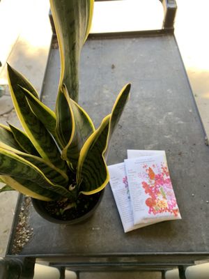 Whitfill Nursery by null