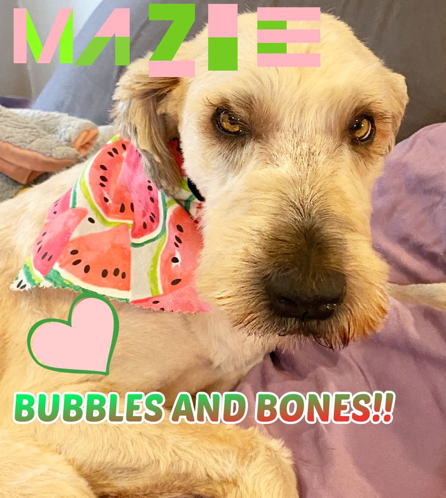 BUBBLESNBONES Updated September 2024 18 Photos & 23 Reviews