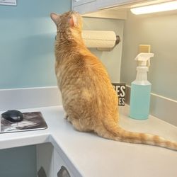 Feline Hospital