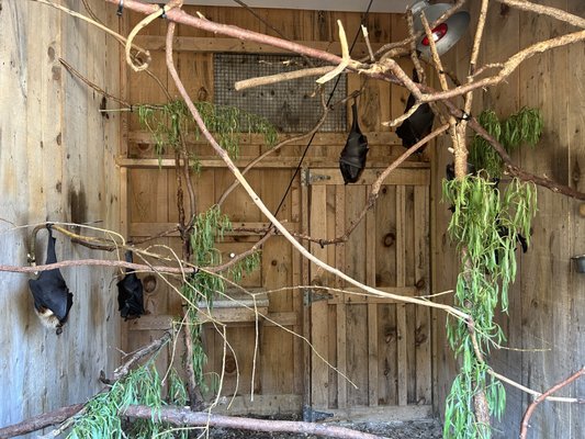 African Lion Safari by null