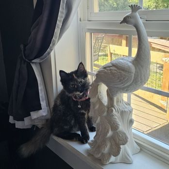 The Grayson - Kitty kitty - Hotels Near Me - Monroe, Washington The Grayson - Kitty kitty - Hotels Near Me - Monroe, Washington