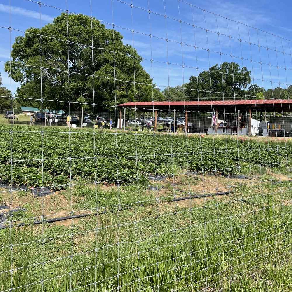 Waller Family Farm - fenced in area with cows - Fruits & Veggies Near Me - Durham, North Carolina Waller Family Farm - fenced in area with cows - Fruits & Veggies Near Me - Durham, North Carolina