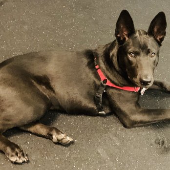 All Stage Canine Development - Chizuko, 1.5 year Shiba Inu/Shepherd mix - Pet Training Near Me - Citrus Heights, California All Stage Canine Development - Chizuko, 1.5 year Shiba Inu/Shepherd mix - Pet Training Near Me - Citrus Heights, California