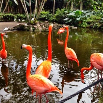 Flamingo Gardens - Botanical Gardens Near Me - Davie, Florida