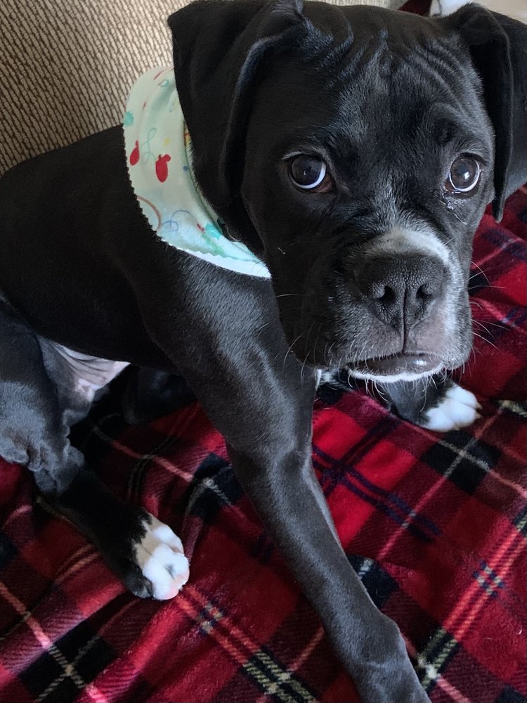 GROOMING BY TONI Updated October 2024 5028 Woodville Rd, Northwood