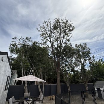 Alberto's Tree Trimming - Tree Services Near Me Alberto's Tree Trimming - Tree Services Near Me