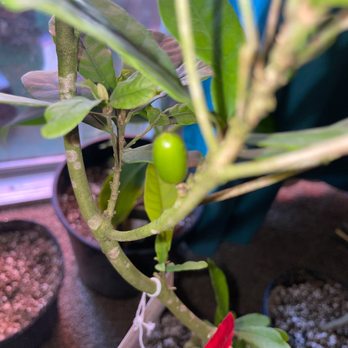 Miracle Fruit Farm - Look at that beauty. - Farmers Market Near Me - Miami, Florida Miracle Fruit Farm - Look at that beauty. - Farmers Market Near Me - Miami, Florida