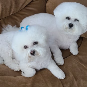 Bath & A Biscuit - Pet Groomers Near Me - Winnemucca, Nevada Bath & A Biscuit - Pet Groomers Near Me - Winnemucca, Nevada