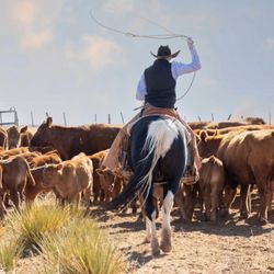 Coolhorse - New and used western saddles at Coolhorse