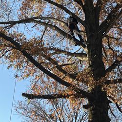 Big Brothers Tree Service - Getting this dangerous job done