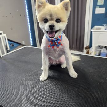 Doggy Doo's Grooming - Pet Groomers Near Me Doggy Doo's Grooming - Pet Groomers Near Me