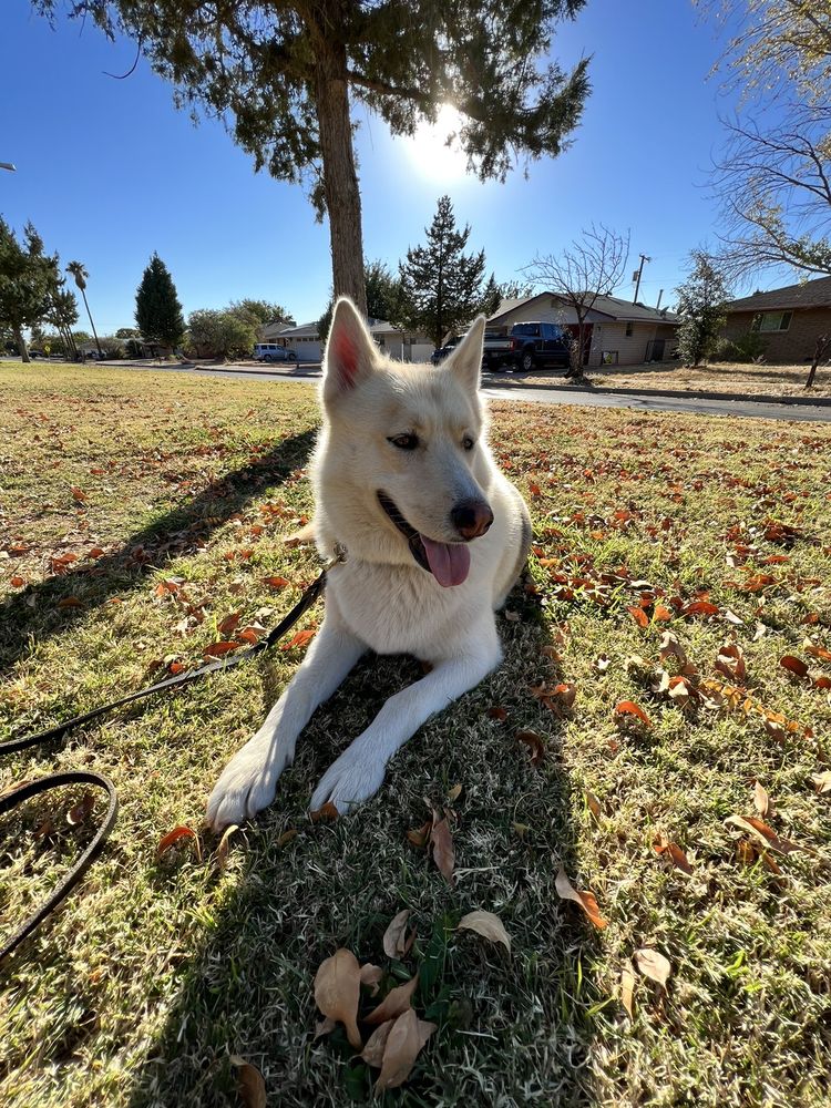 LESLIE ANIMAL CLINIC Updated September 2024 17 Reviews 1930